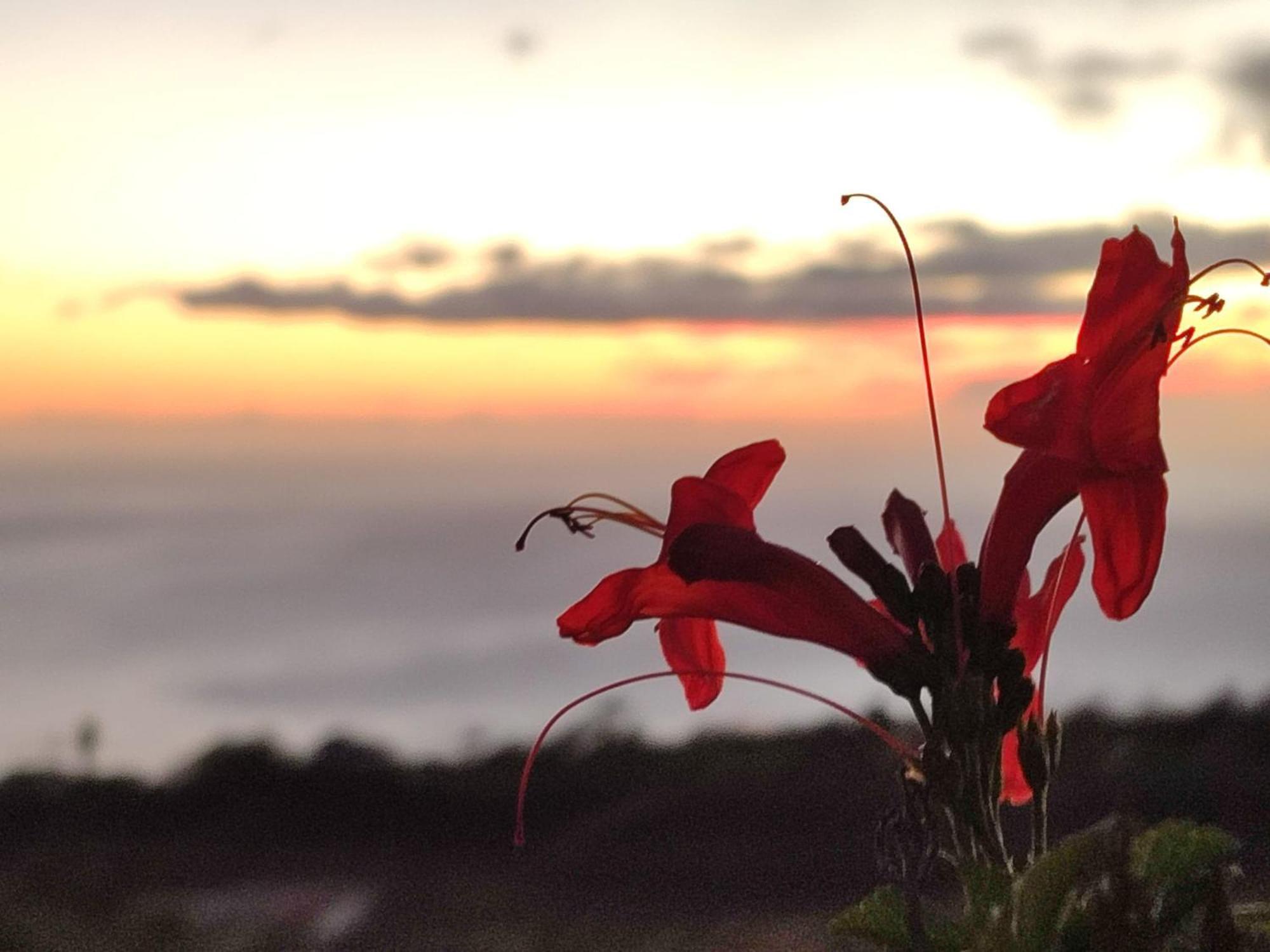 El Jardin De Las Pleyades Los Llanos De Aridane Bagian luar foto
